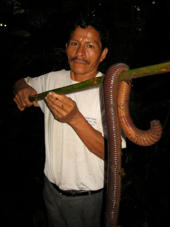 giant-worm-2