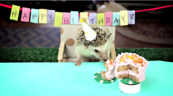 hedgehog-hamster-cake-day-3