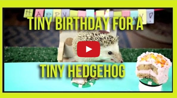 Hedgehog & Hamsters Noshing On Tiny Cakes, BRB I’m Dead