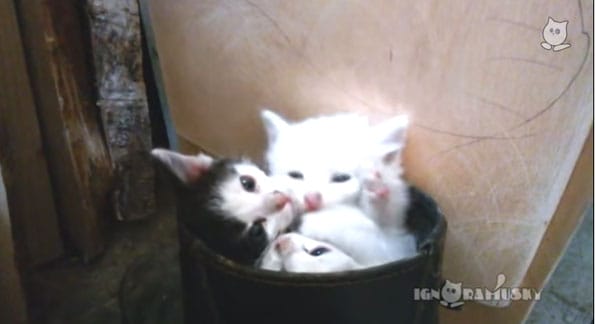 kittens-in-boots-2