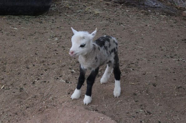 butterfly-geep-pygmy-goat-sheep-1