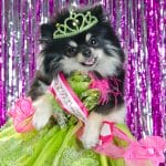 Dog Pageants Is A Thing & It's Really... Something