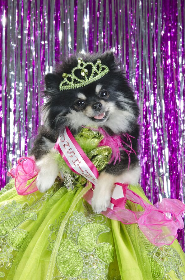 Dog Pageants Is A Thing & It's Really... Something