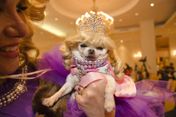 dog-pageant-2