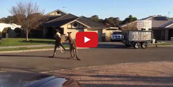 Kangaroos Boxing In The Street Is Really Something To Behold