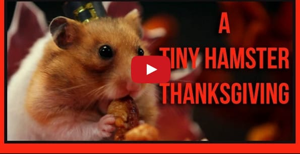 Tiny Hamster Hosts Tiny Thanksgiving For Tiny Guests