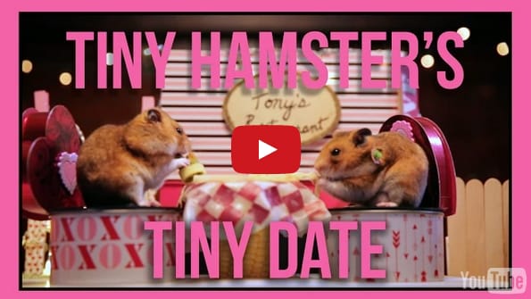 Tiny Hamsters Go On A Tiny Date For Valentine’s Day