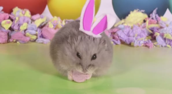 Tiny Hamsters Dressed Up For Easter, Hunting For Eggs