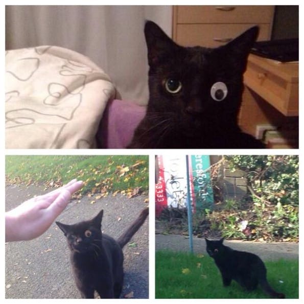 This Super Cute Kitty Lost An Eye So They Gave Him A Googly Eye