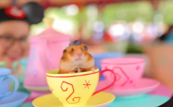 Tiny Hamster Goes To Disney World & Of Course It’s Adorable!
