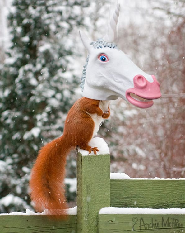 The Unicorn Head Squirrel Feeder Exists & It Is Absolutely Glorious