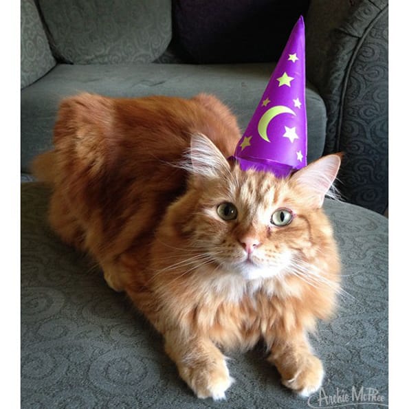 cat-wizard-hat-1