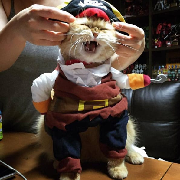 Arr Me Meowties!: Check Out This Cat Dressed As Jack Sparrow