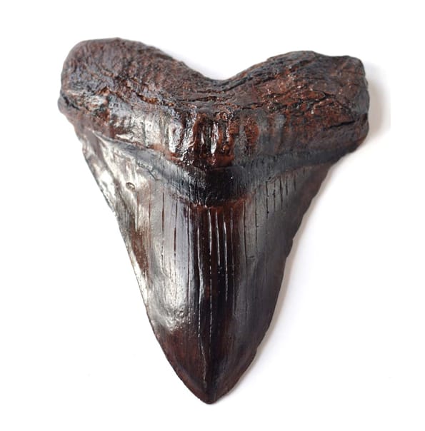 Chocolate Fossils Are For Dino Lovers With A Sweet Tooth