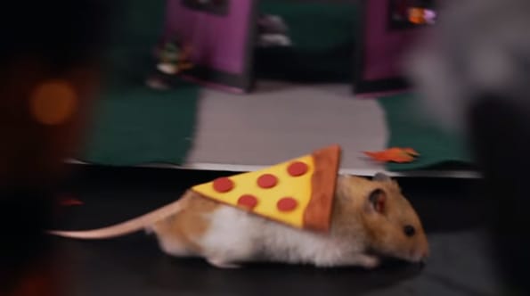 Tiny Hamster Has A Tiny Halloween And It’s Cute AF