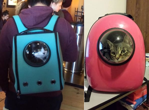 This Pet Carrier Has A Window For Your Furbaby To Peek Out Of