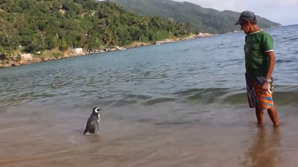 dindim-penguin-swim-5k-3
