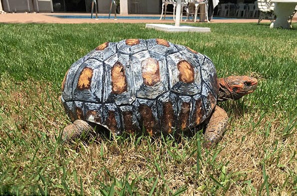 Freddy The Tortoise Gets The First Ever 3D Printed Shell