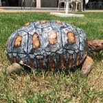 Freddy The Tortoise Gets The First Ever 3D Printed Shell