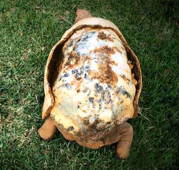 tortoise-3d-printed-shell-freddy-2