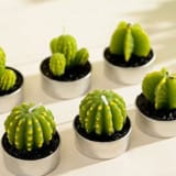 Cactus Candles