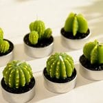 These Super Cute Cactus Candles Will Light Up Any Room!