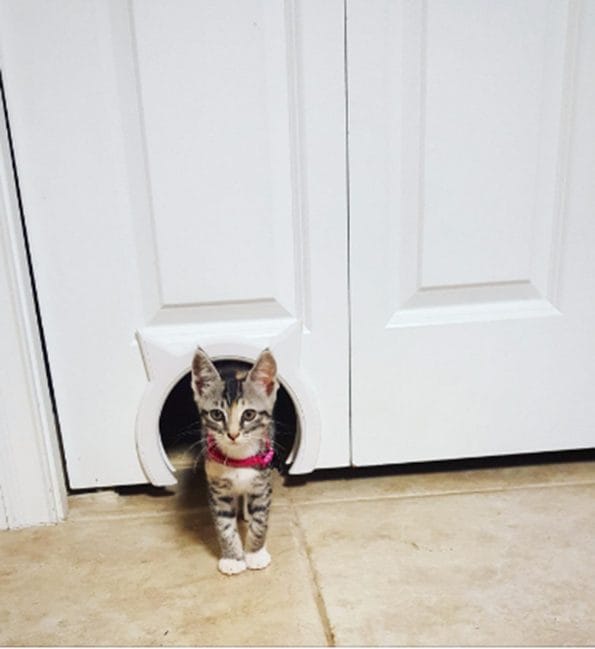 kitty-pass-cat-door-3