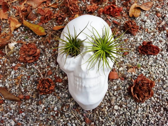 These Skull Planters Are Cute AND Totally Bad To The Ass