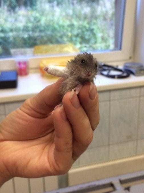 This Tiny Hamster Wearing A Tiny Cast Is Adorable AF