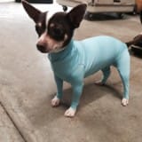 Leotards for Dogs