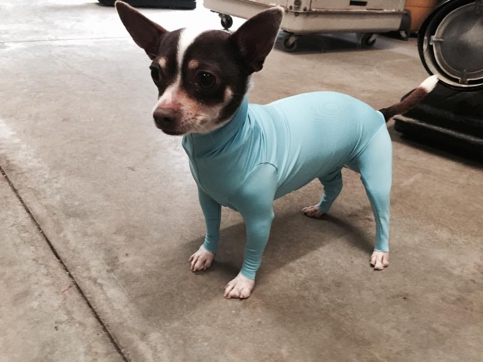 Leotards For Dogs Is A Thing That Exists Now, Okay???