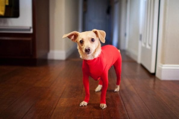 leotard-for-dogs-4