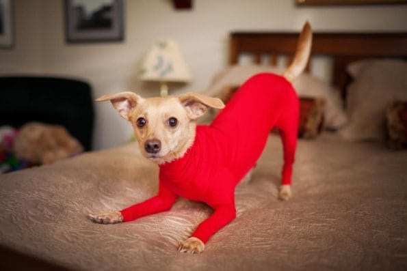 leotard-for-dogs-8