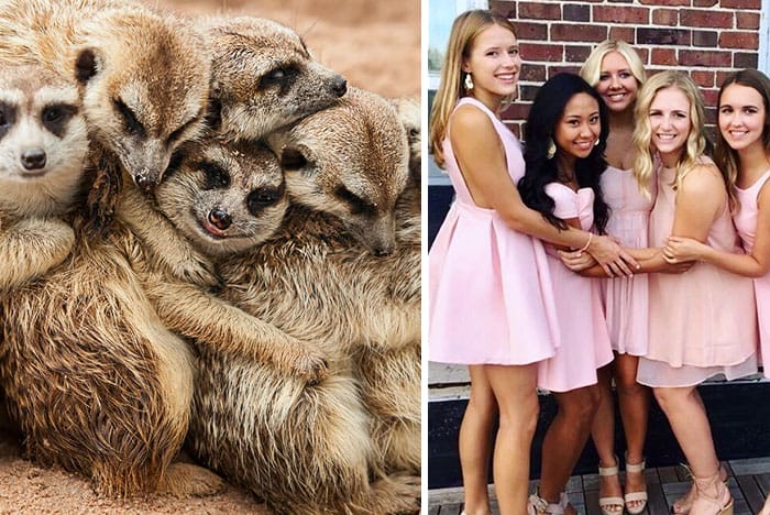We Can No Longer Ignore That Sorority Girls Pose Like Meerkats