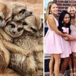 We Can No Longer Ignore That Sorority Girls Pose Like Meerkats