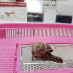 Some Vets Repaired A Snail's Shell After It Was Stepped On :)