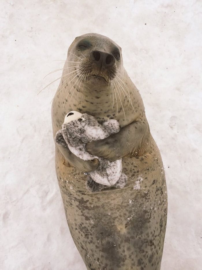 This Seal Hugging His Seal Stuffed Animal Is So Sweet