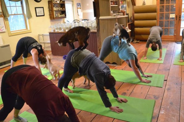 Goat Yoga Is The Best Kind Of Ever Was