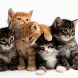 Tickets To CatCon