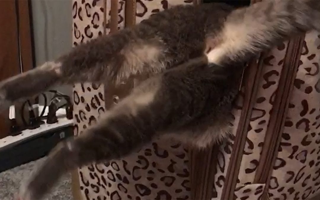 Watch A Cat Get Stuck In A Suitcase And Try Not To Laugh