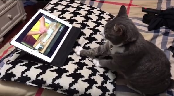 A Cat Learns How To Knead Dough From A Youtube Video