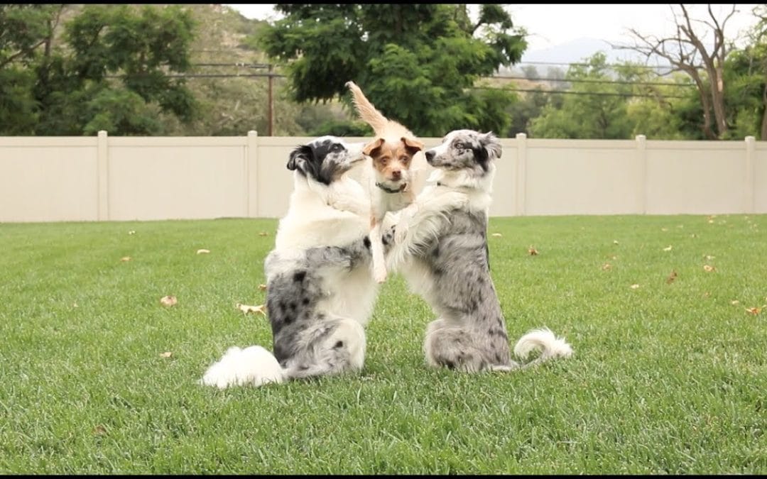 Wow! See These 4 Dogs Do Some Awesome Tricks Together