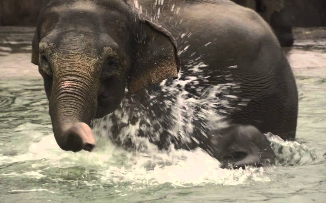 This Elephant Showing Off Her Swimming Skills Is Adorable