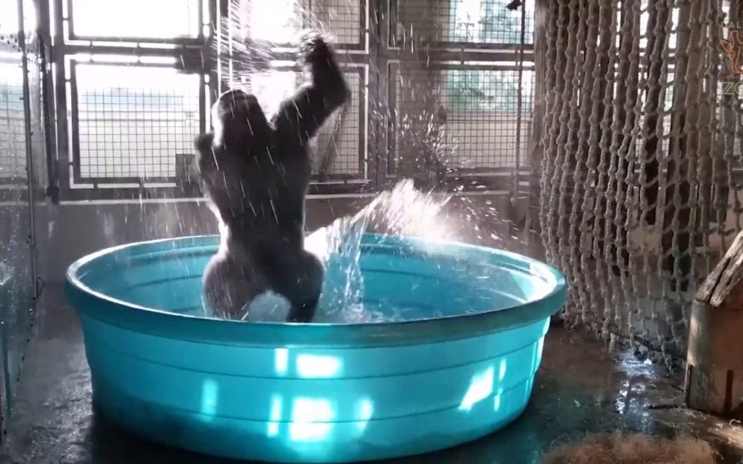 This Gorilla Dancing In A Pool Is The Best Thing Ever
