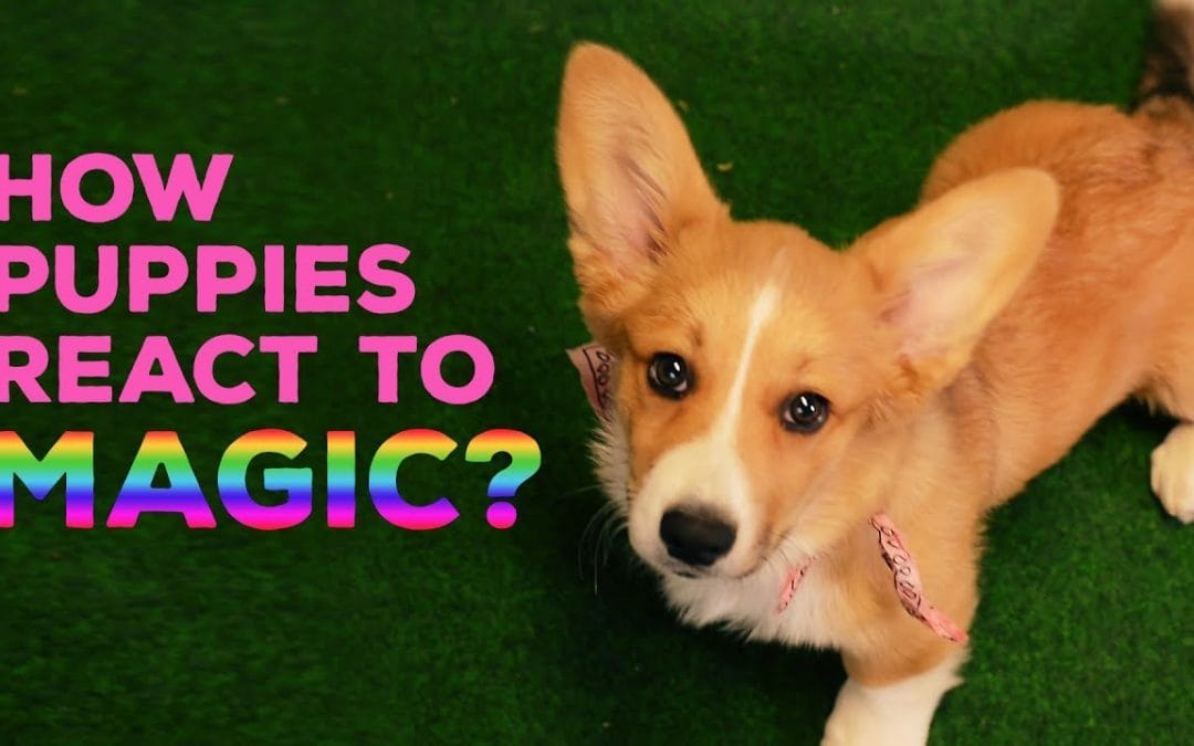 Puppies React To Magic And It Is The Cutest Thing Ever