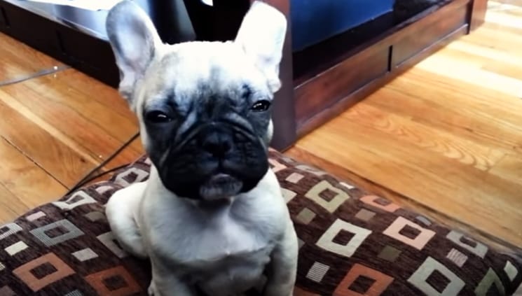 An Adorable Compilation Of Puppies Trying Not To Fall Asleep