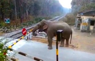 Elephant Carefully Lifts a Railway Barrier