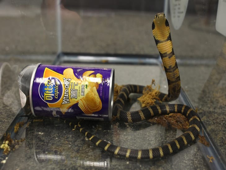 Reptile Smuggling – Man Arrested for Smuggling King Cobras In Potato Chips Can