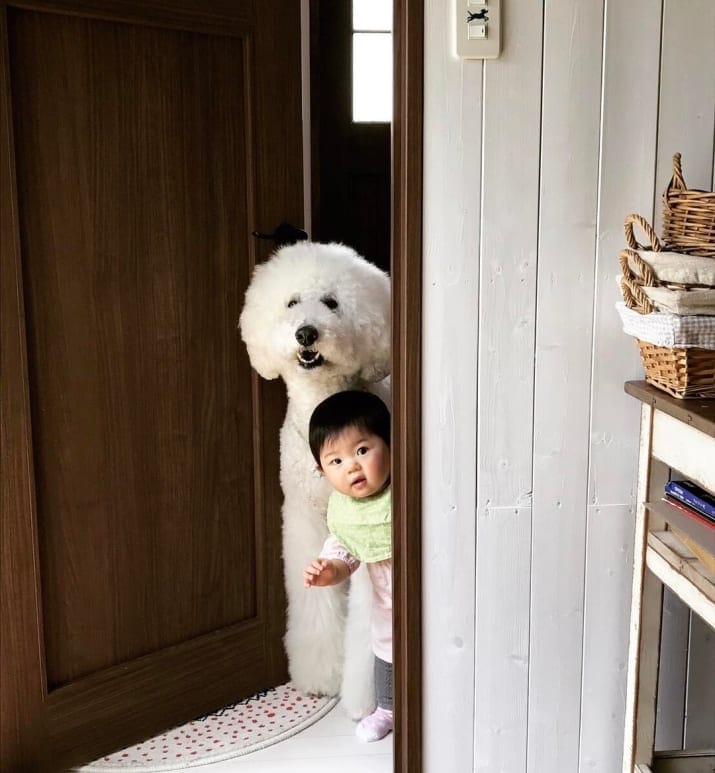 Cute Friendship of the Baby And The Giant Dog