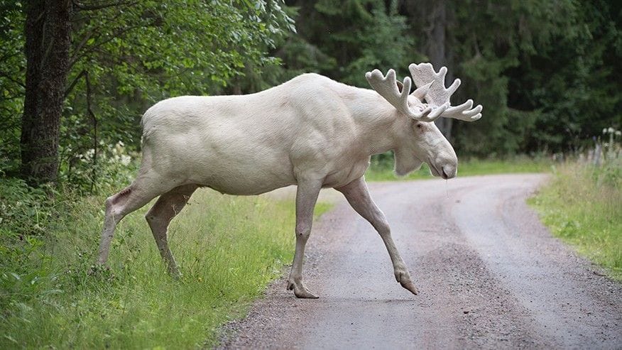 Rare White Moose Pictured Crossing The River